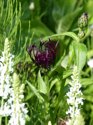 2016-06-03 Centaurea montana 'Jordy'.jpg