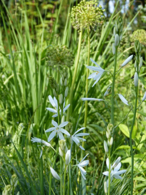 2016-06-03 Anthericum liliago.jpg