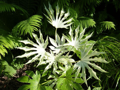 2016-06-03 Fatsia japonica 'Spiders Web'.jpg