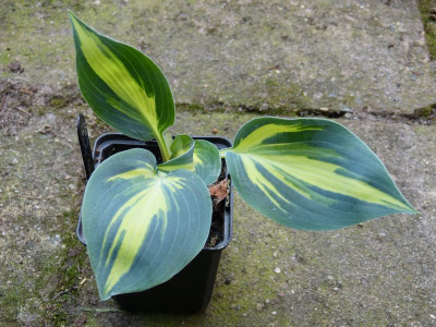 2016-06-03 Hosta 'Party Popper'.jpg