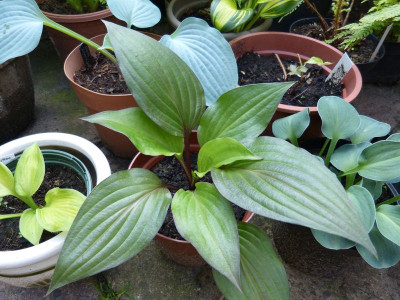2016-06-03 Hosta 'First Blush' 1.jpg