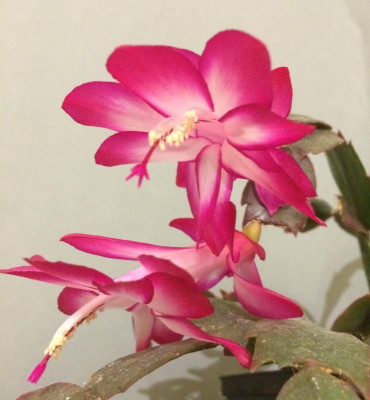 Schlumbergera pink weiss 06-2016.jpg