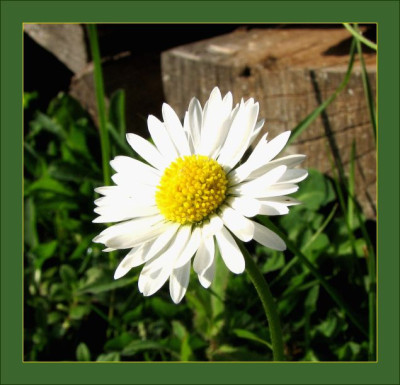 WILD_FR_2909_RI.jpg