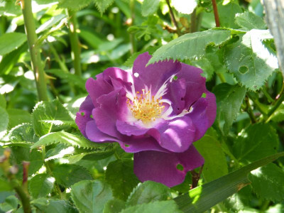 2016-06-03 Rosen 'Rhapsody in Blue'.jpg