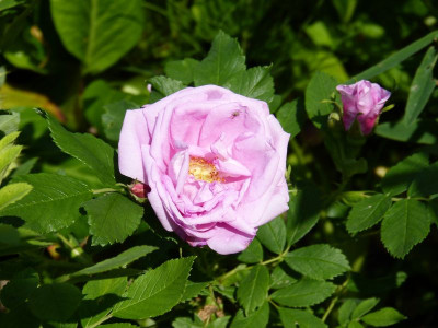 2016-06-03 Rosen 'Wasagaming'.jpg