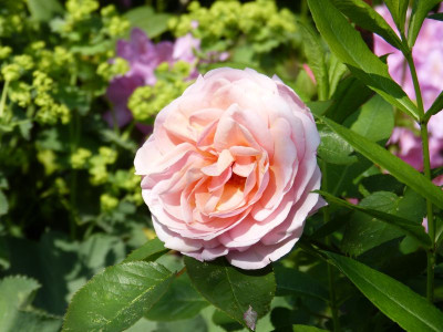 2016-06-03 Rosen 'FDxPat03'.jpg