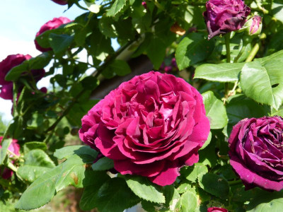 2016-06-03 Rosen 'Souvenir du Dr. Jamain'.jpg