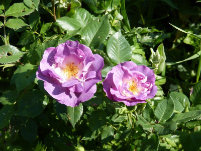 2016-06-03 Rosen 'Blue for You'.jpg