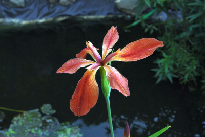 iris_lousiana.jpg