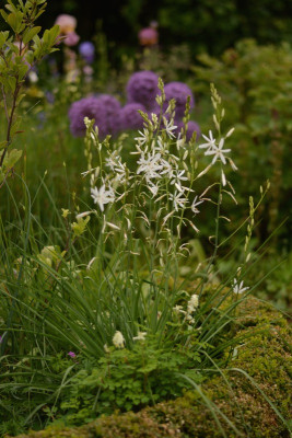 Anthericum ramosum.jpg