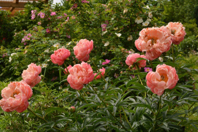 Coral Charm vor Marguerite Hilling und Nevada.jpg