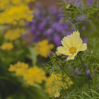 Cosmea Xanthos.jpg