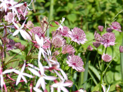2016-06-04 Gartenimpressionen 1.jpg
