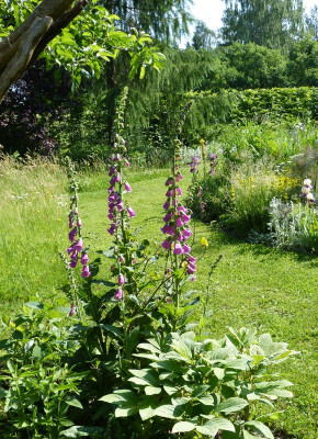 2016-06-04 Gartenimpressionen 3.jpg