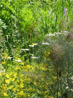 2016-06-04 Gartenimpressionen 4.jpg