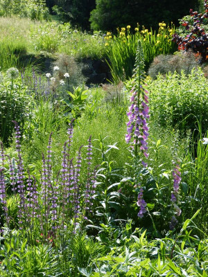 2016-06-04 Gartenimpressionen 5.jpg