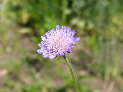 2016-06-04 Knautia arvensis.jpg