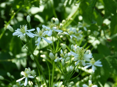 2016-06-04 Clematis recta.jpg