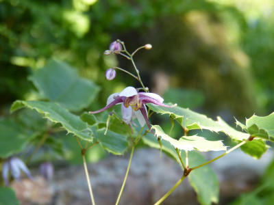 2016-06-04 Epimedium mikinori.jpg