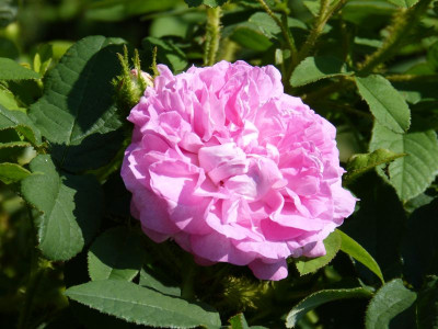 2016-06-04 Rosen 'La Diaphane'.jpg