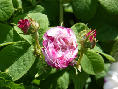 2016-06-04 Rosen 'Leda' 1.jpg