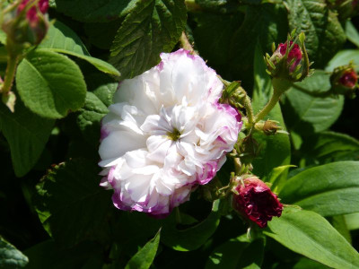 2016-06-04 Rosen 'Leda' 2.jpg