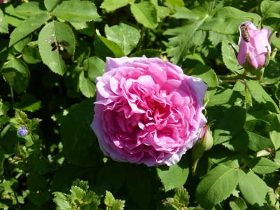 2016-06-04 Rosen 'Mme Boll'.jpg