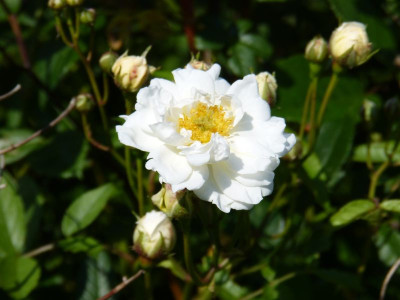 2016-06-04 Rosen 'Schneewittchen' (Lambert).jpg
