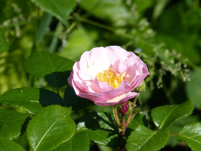 2016-06-04 Rosen 'Utopia'.jpg