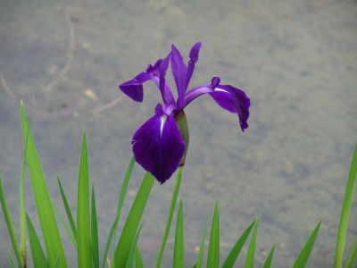 DSC00510.JPG