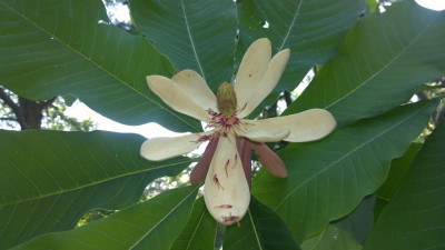 WP_20160604_009 Magnolia officinalis var.officinalis.jpg
