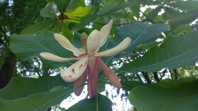 WP_20160604_010 Magnolia officinalis var.officinalis.jpg