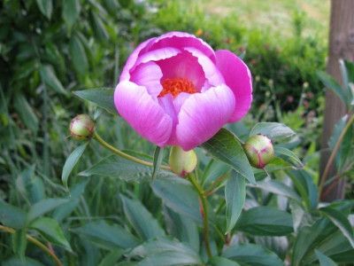 Paeonia rosa einfach [1280x768].jpg