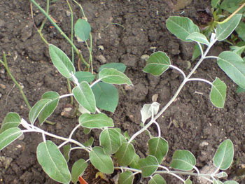 rosenbegleiter6.JPG