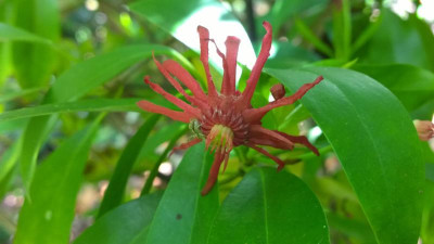 WP_20160531_014 Illicium floridanum.jpg