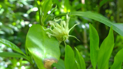 WP_20160531_011 Illicium floridanum album.jpg