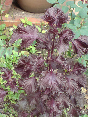 rosenbegleiter5.JPG