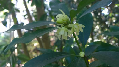 WP_20160417_072 Illicium anisatum.jpg