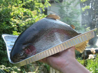 Fisch bei Gänsel_3605.jpg