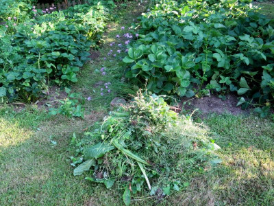 Unkraut aus Erdbeeren gezogen bei Gänsel_3607.jpg