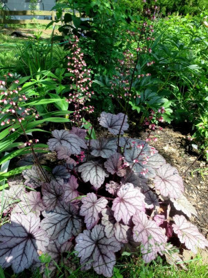Heuchera 'Sweet Plum'_3598.jpg
