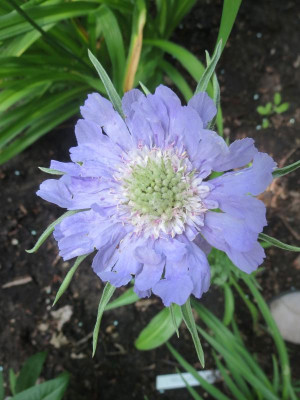 Scabiosa caucasica 'Perfecta'_3599.jpg