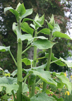 Cardiocrinum giganteum.JPG