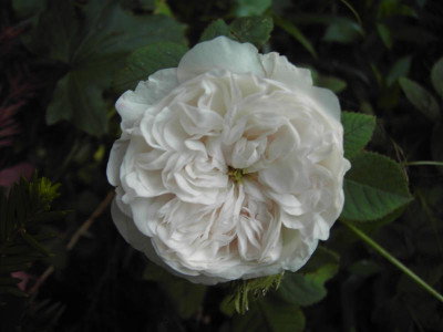 PICT1236.JPG