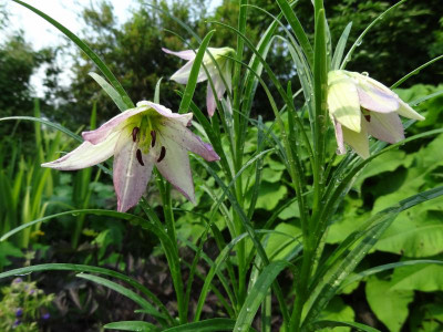 Lilium oxypetalum var insigne June 2016.JPG
