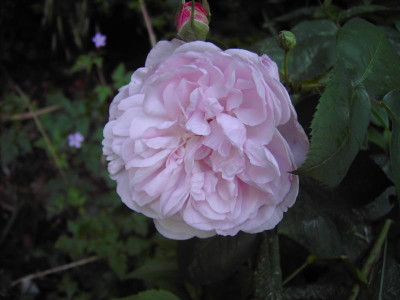 PICT1233.JPG