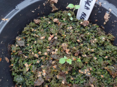 Betula albo-sinensis Germination May 2016.JPG