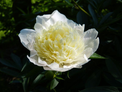2016-06-04 Paeonia 1.jpg