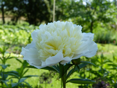 2016-06-04 Paeonia 2.jpg