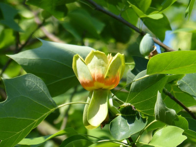 2016-06-05 Liriodendron tulipifera.jpg